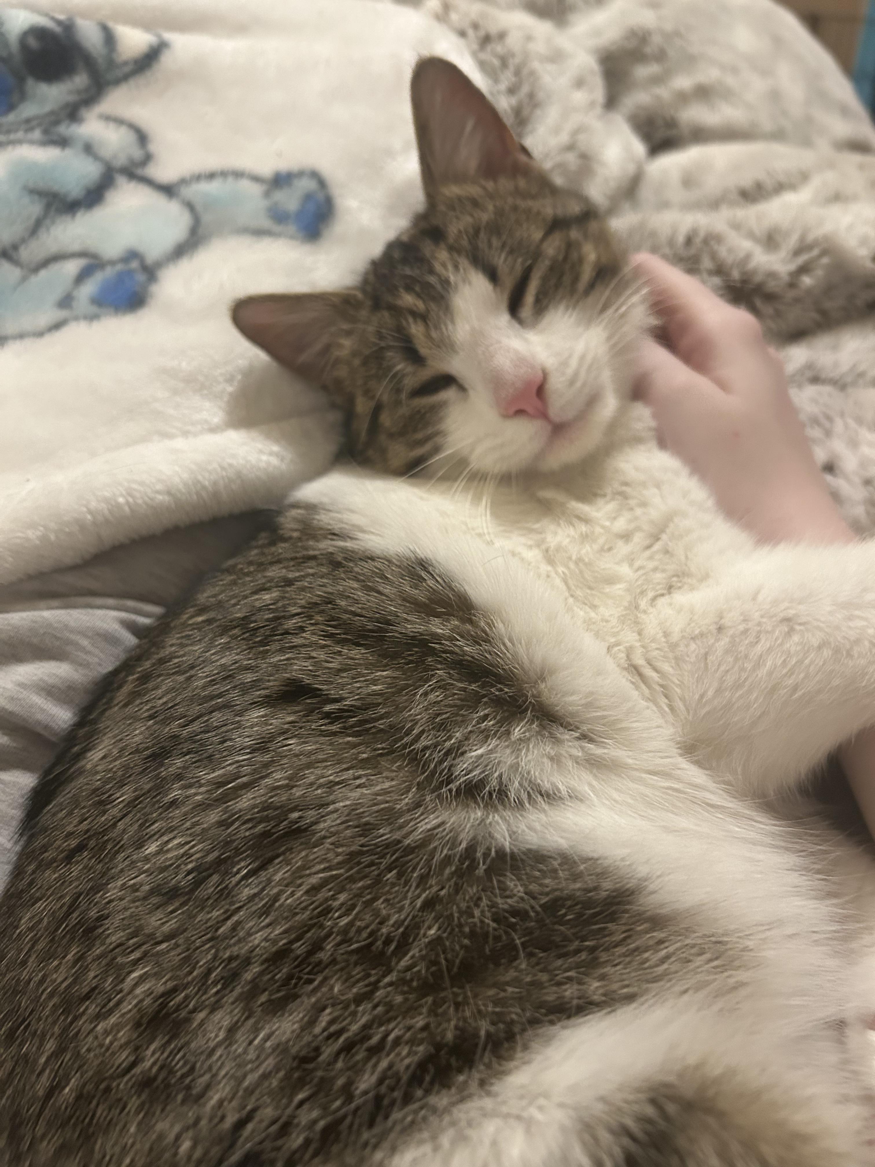 Enlarge April, an adopted Domestic Short Hair in Chaska, MN image 3/5