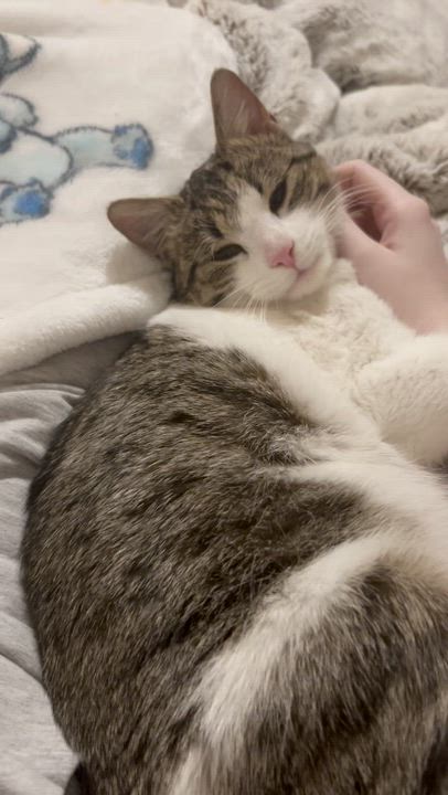 Enlarge April, an adopted Domestic Short Hair in Chaska, MN video 5/5