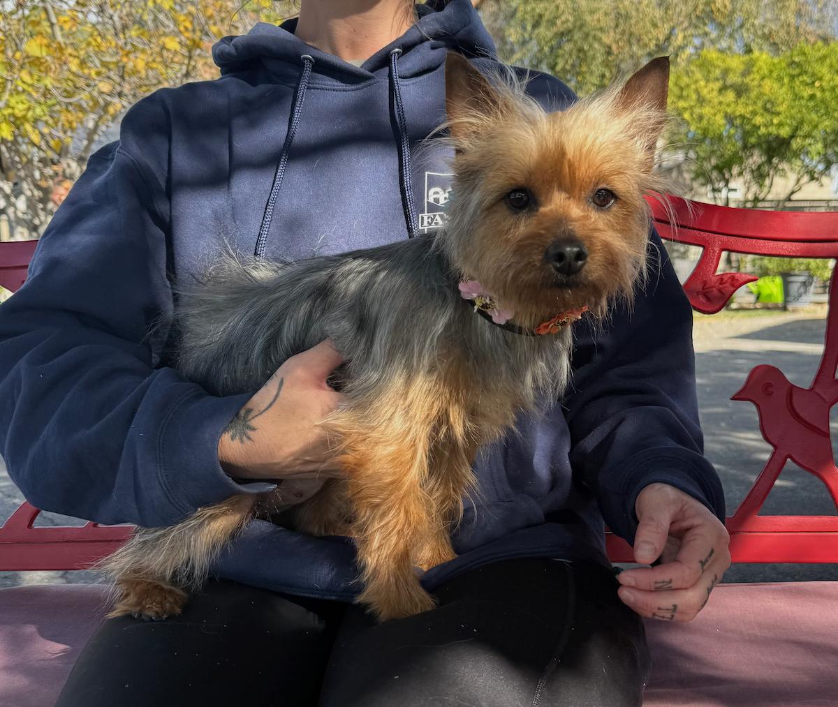 Enlarge Ginger, a ADOPTABLE Silky Terrier in Temecula, CA image 1/1
