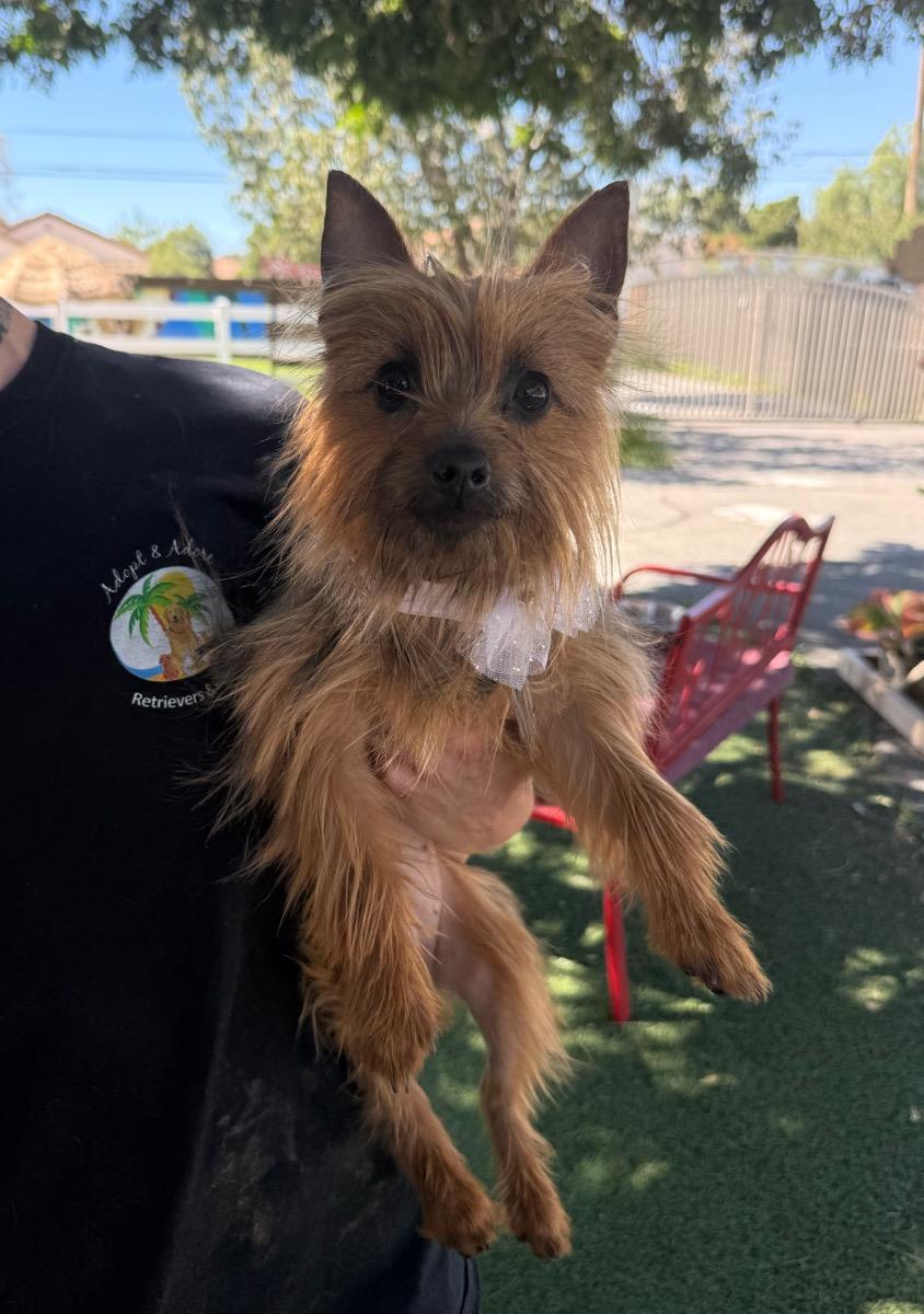 Enlarge Ginger, a ADOPTABLE Silky Terrier in Temecula, CA image 1/2