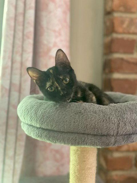 Enlarge Sadie, a Adoptable mixed breed in Fayetteville, GA image 2/3