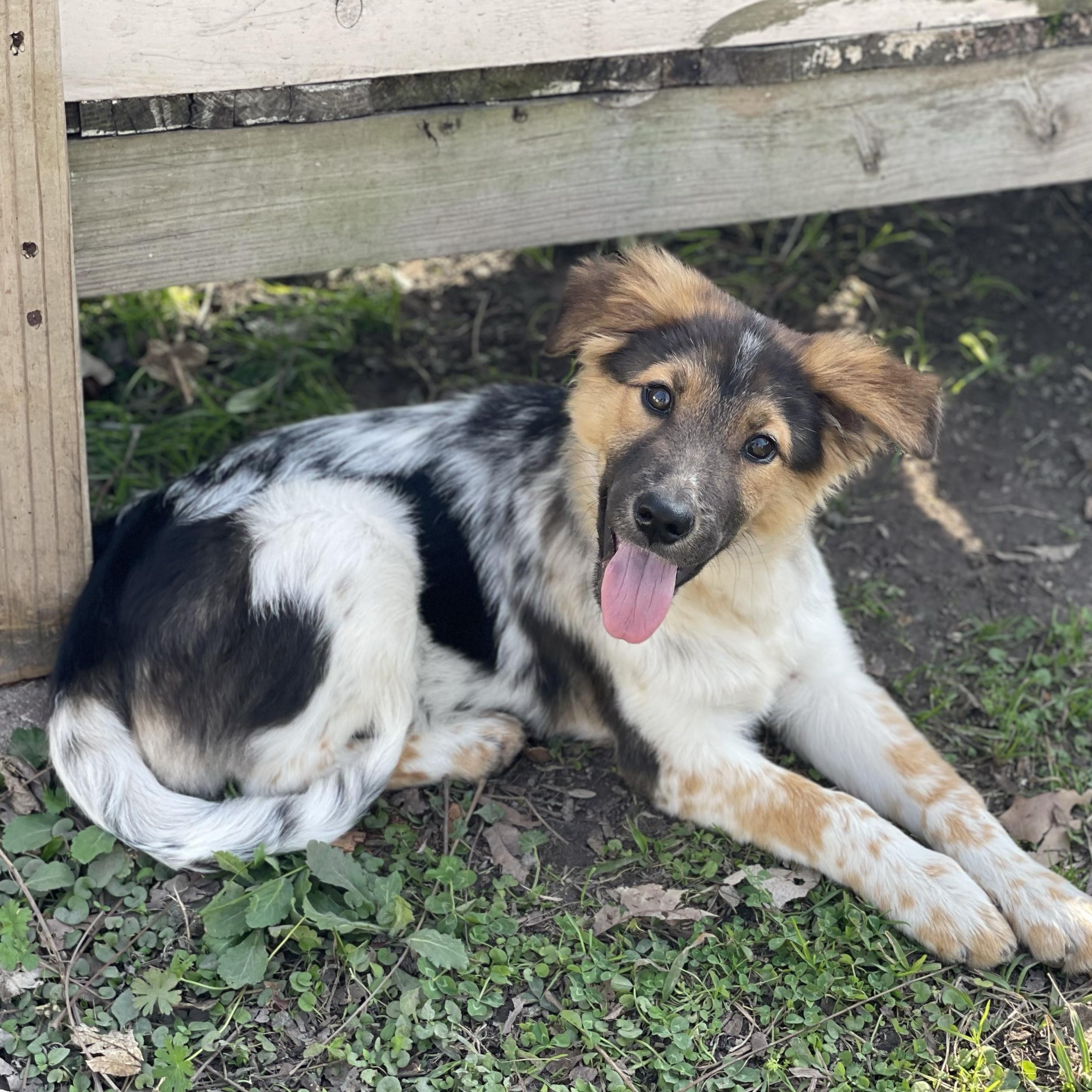 Pebbles, adopted, Young Female Australian Shepherd.