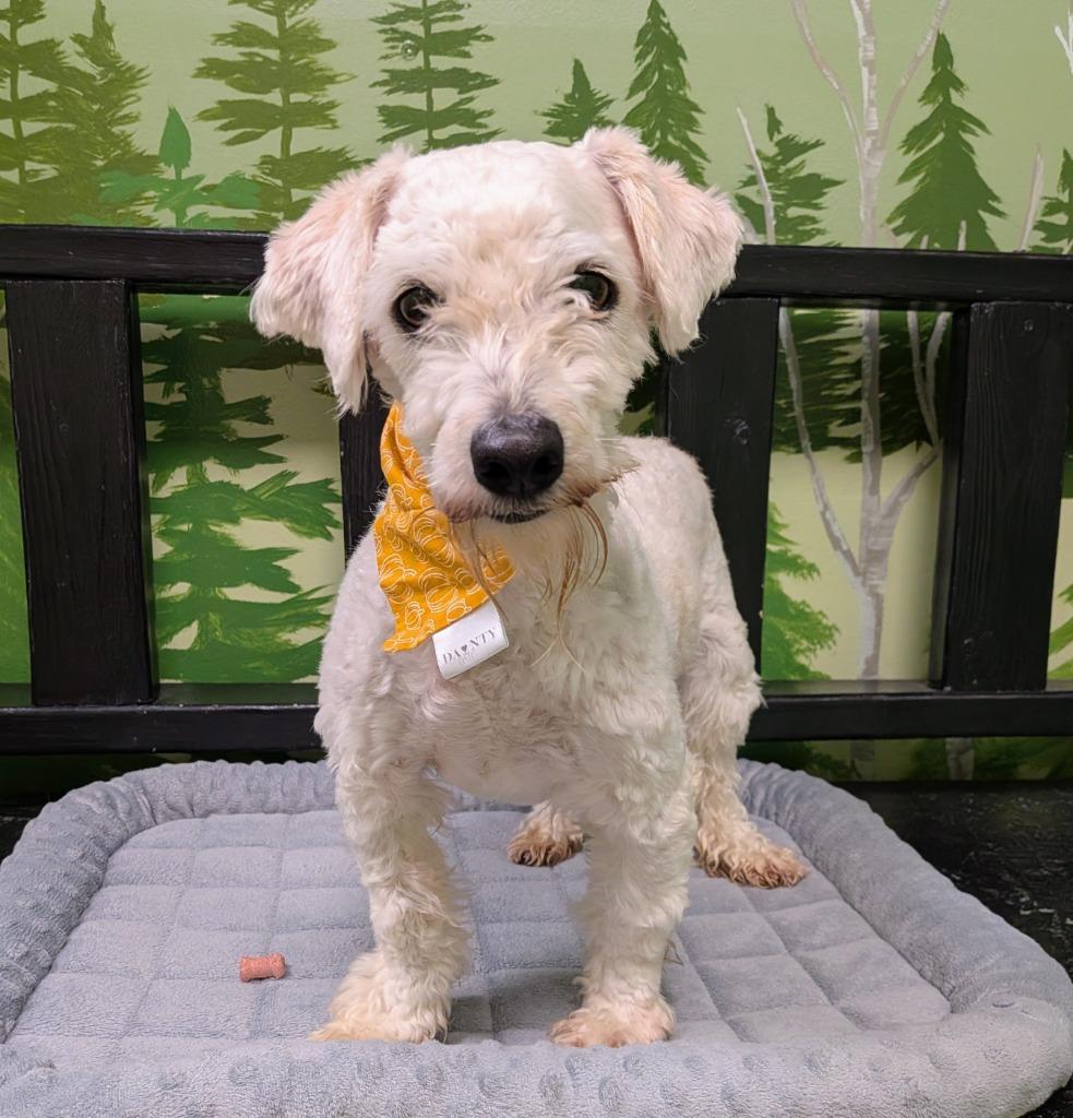 Enlarge Flynn, a Adoptable mixed breed in Logan, UT image 1/2