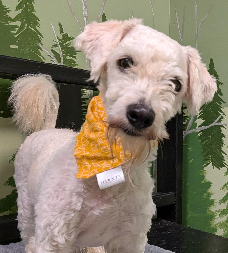 Enlarge Flynn, a Adoptable mixed breed in Logan, UT image 2/2