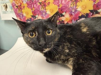 Mary, Adoptable, Young Female Domestic Short Hair & Domestic Short Hair.