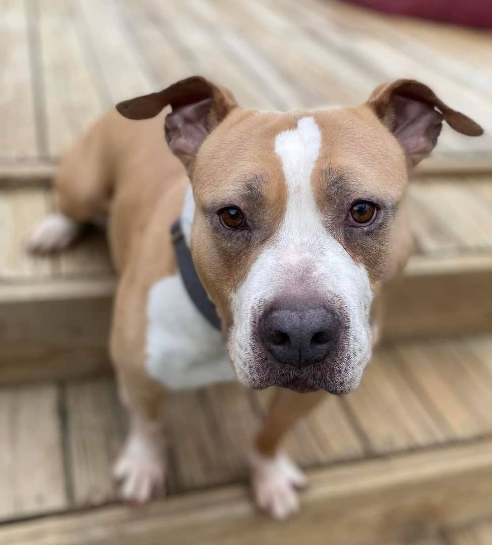 Pauletta, a Adoptable mixed breed in Memphis, TN image 3/6