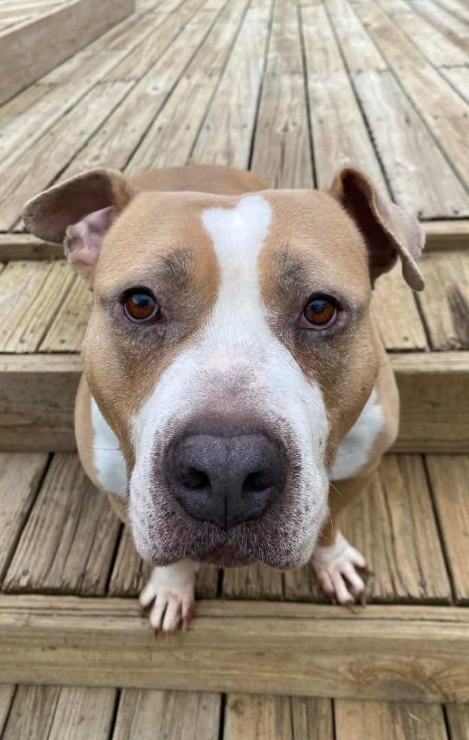 Pauletta, a Adoptable mixed breed in Memphis, TN image 4/6