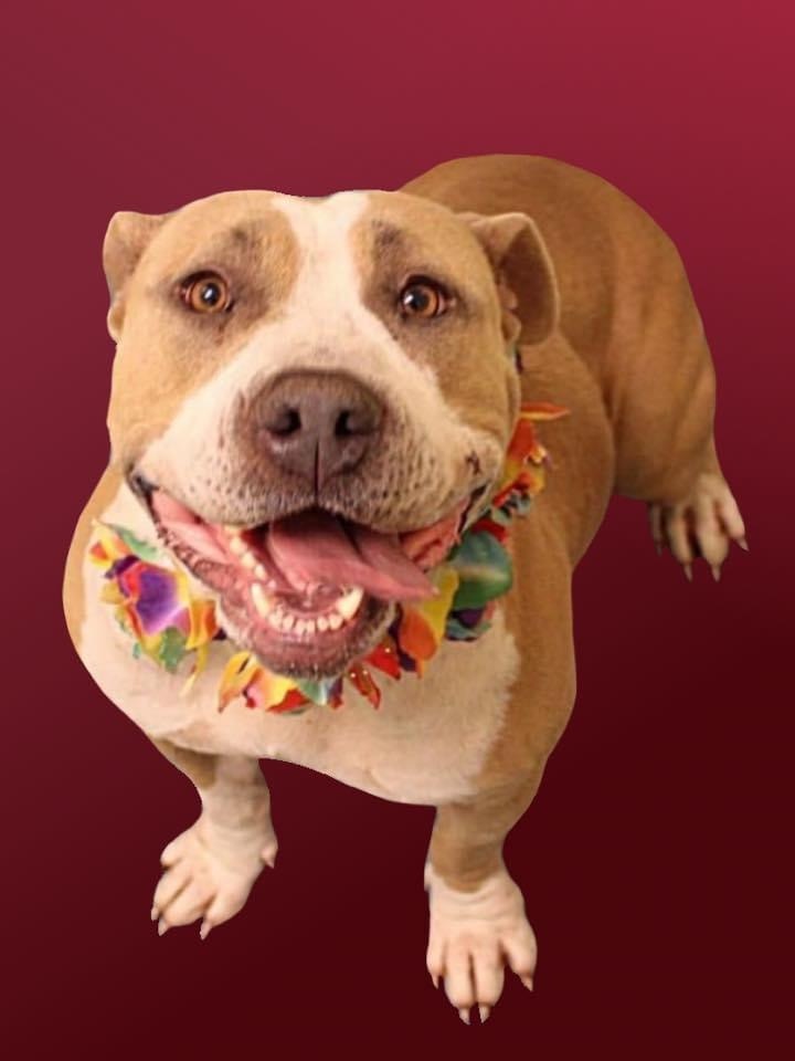 Pauletta, Adoptable, Adult Female English Bulldog & Pit Bull Terrier.