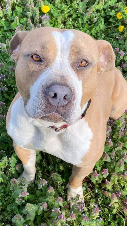 Pauletta, a Adoptable mixed breed in Memphis, TN image 2/6