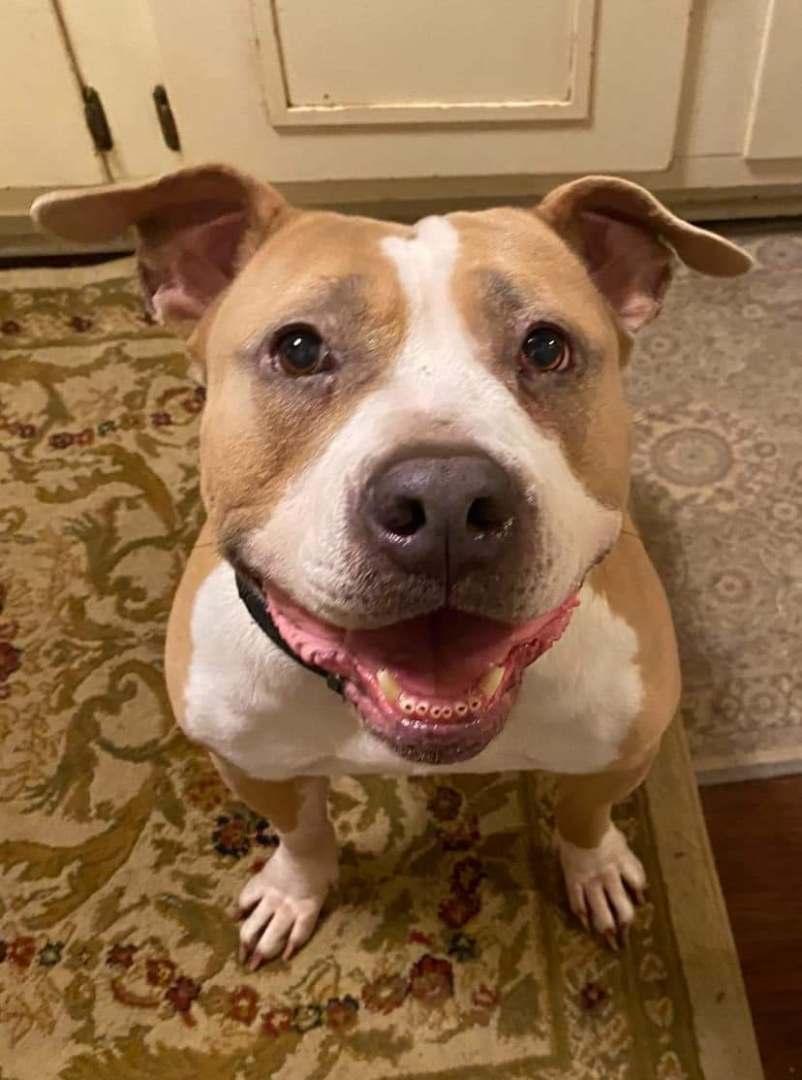 Pauletta, a Adoptable mixed breed in Memphis, TN image 5/6