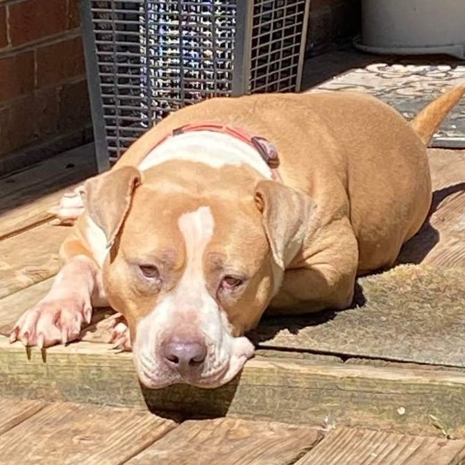 Pauletta, a Adoptable mixed breed in Memphis, TN image 6/6