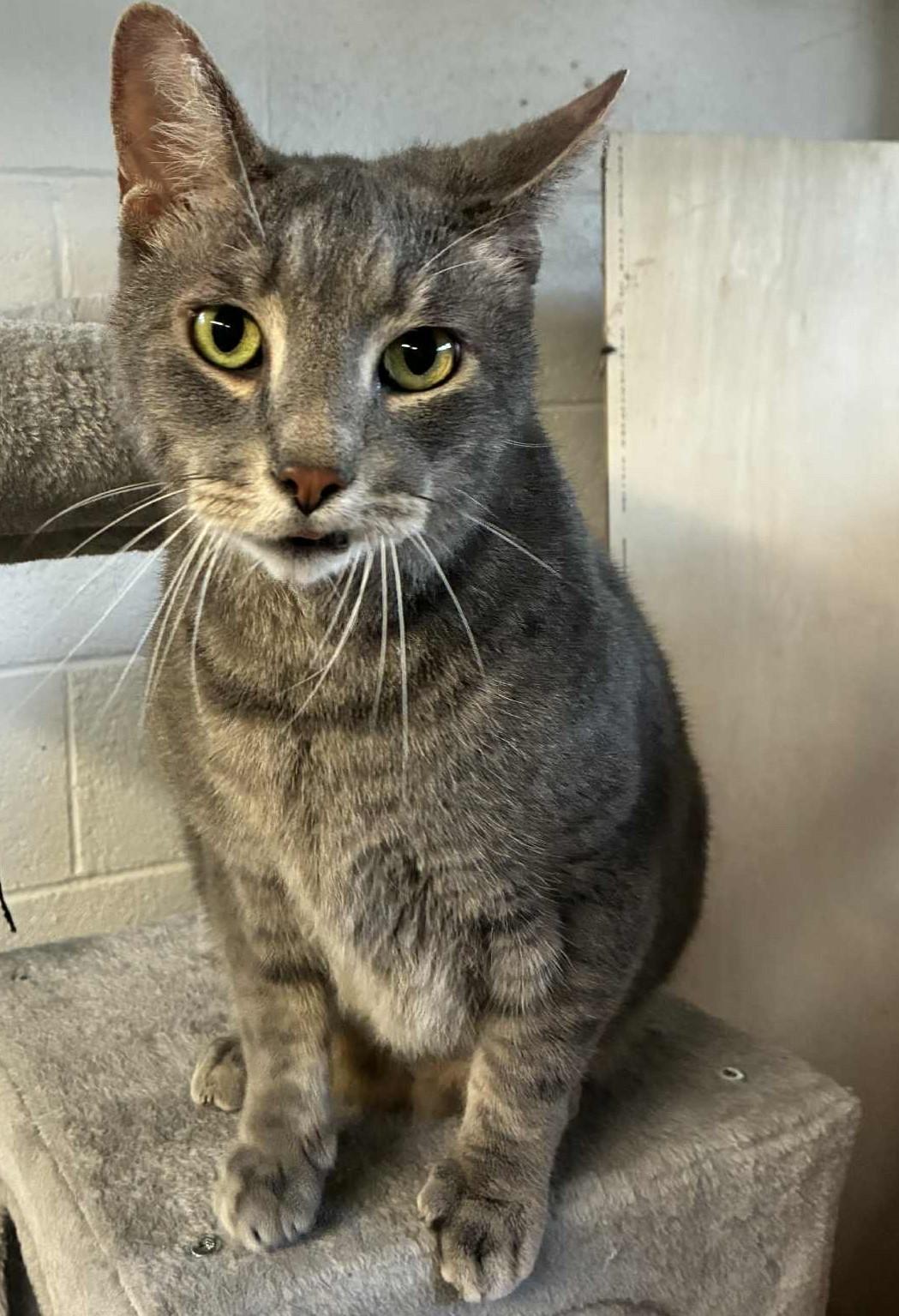 Enlarge Beau, a Adoptable mixed breed in Greensburg, PA image 4/6
