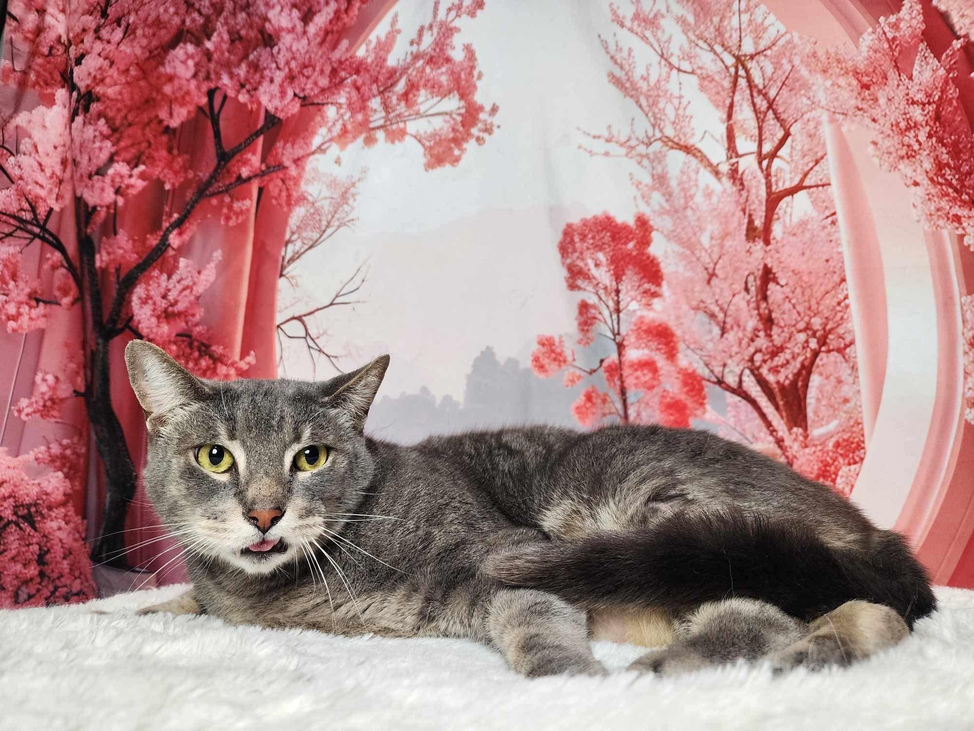 Enlarge Beau, a Adoptable mixed breed in Greensburg, PA image 2/6