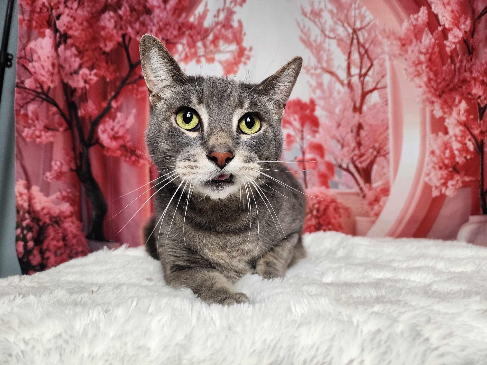 Beau, Adoptable, Senior Male Tabby & Domestic Short Hair.