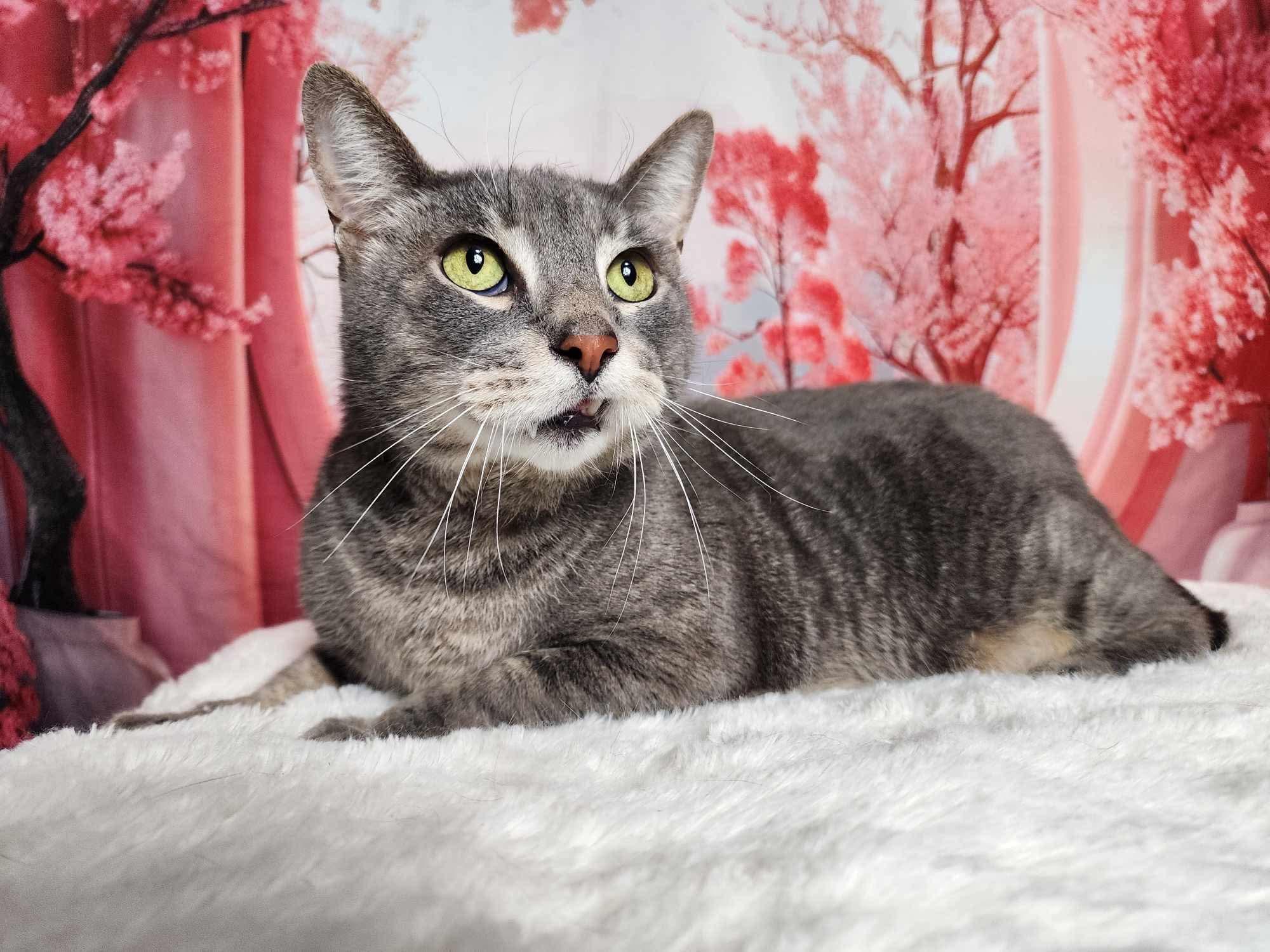 Enlarge Beau, a Adoptable mixed breed in Greensburg, PA image 3/6