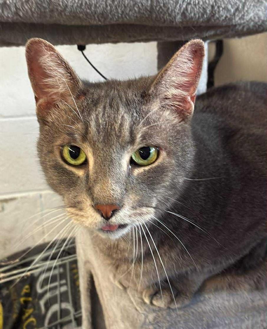 Enlarge Beau, a Adoptable mixed breed in Greensburg, PA image 5/6