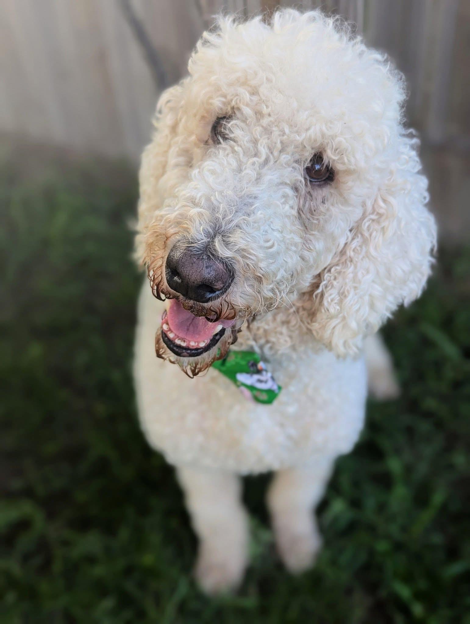Sam, Adult Male unknown