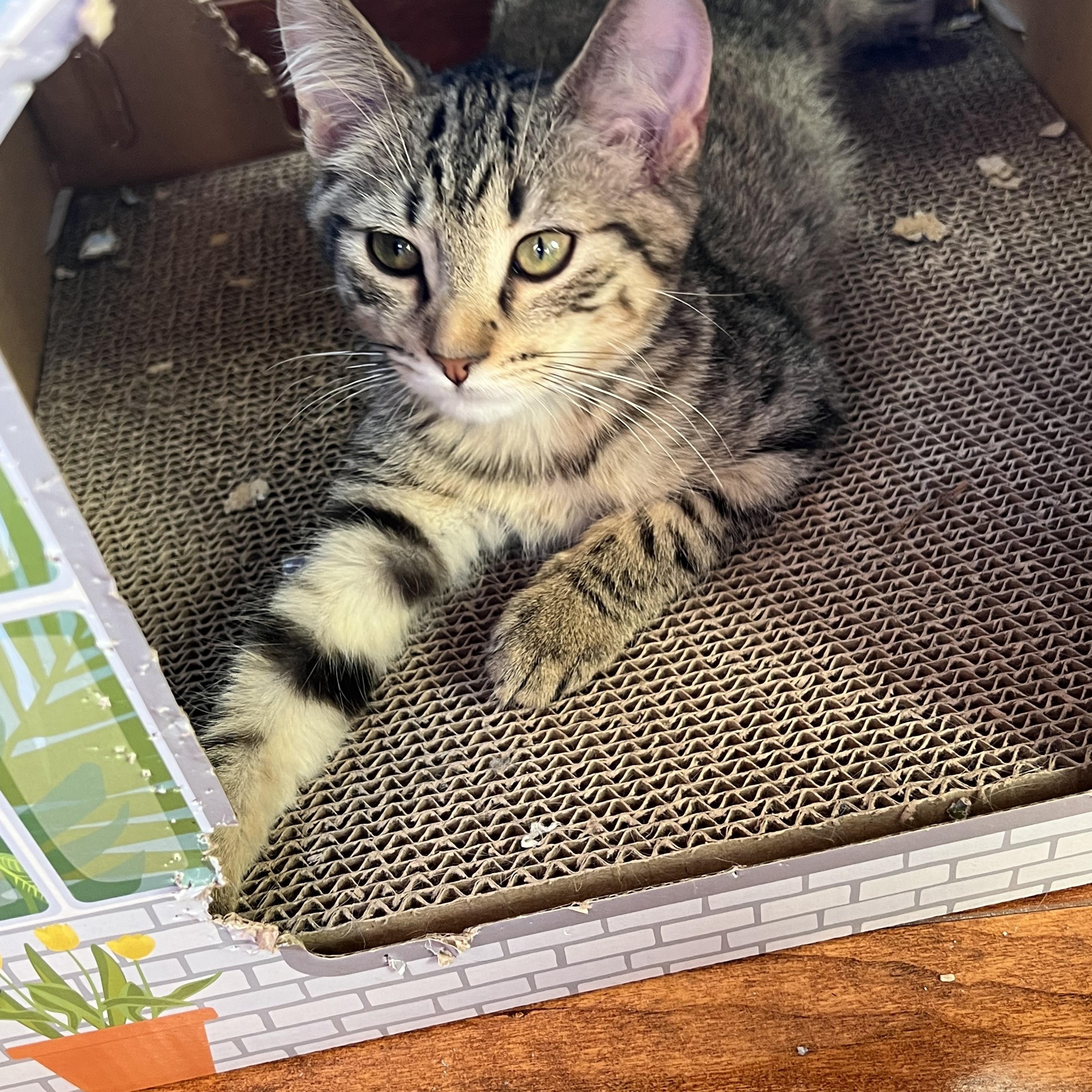 Tufty, ADOPTABLE, Kitten Male Domestic Short Hair.