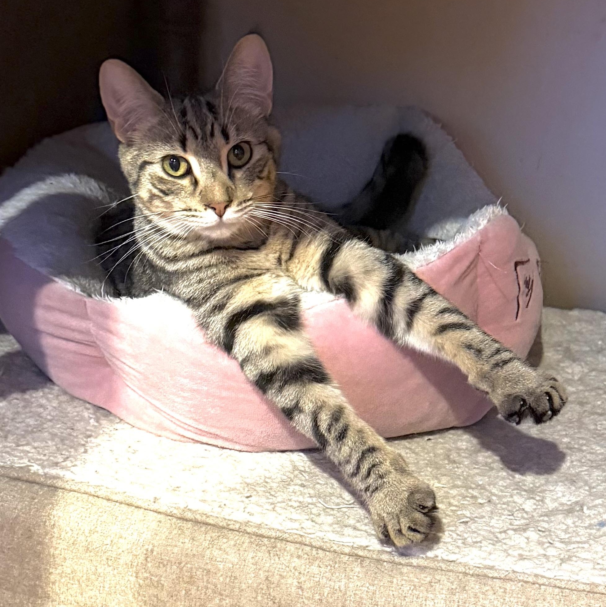 Enlarge Tufty, an adopted Domestic Short Hair in Williamsville, NY image 1/1