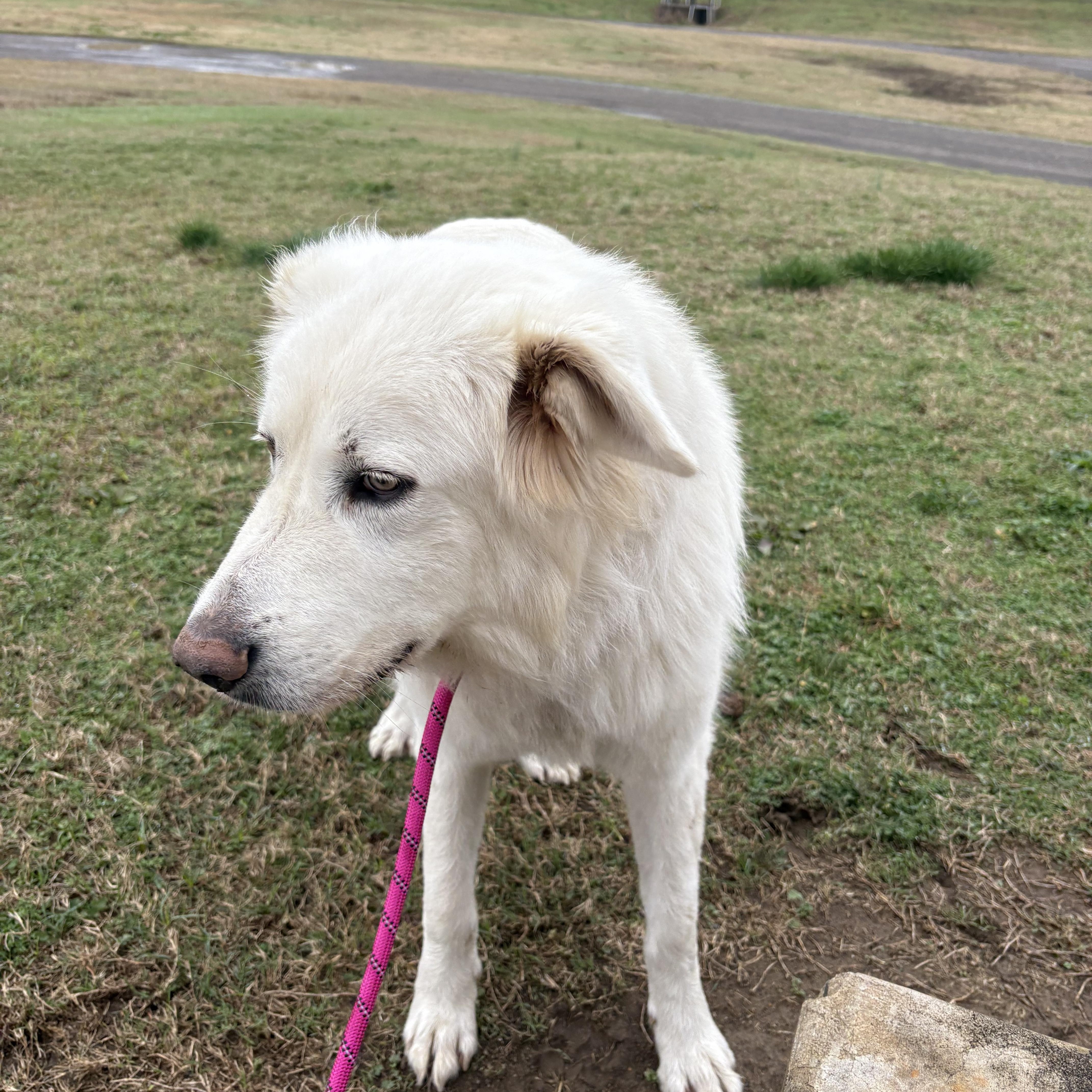 Snirt (foster to adopt), ADOPTABLE, Young Male Great Pyrenees & Golden Retriever.