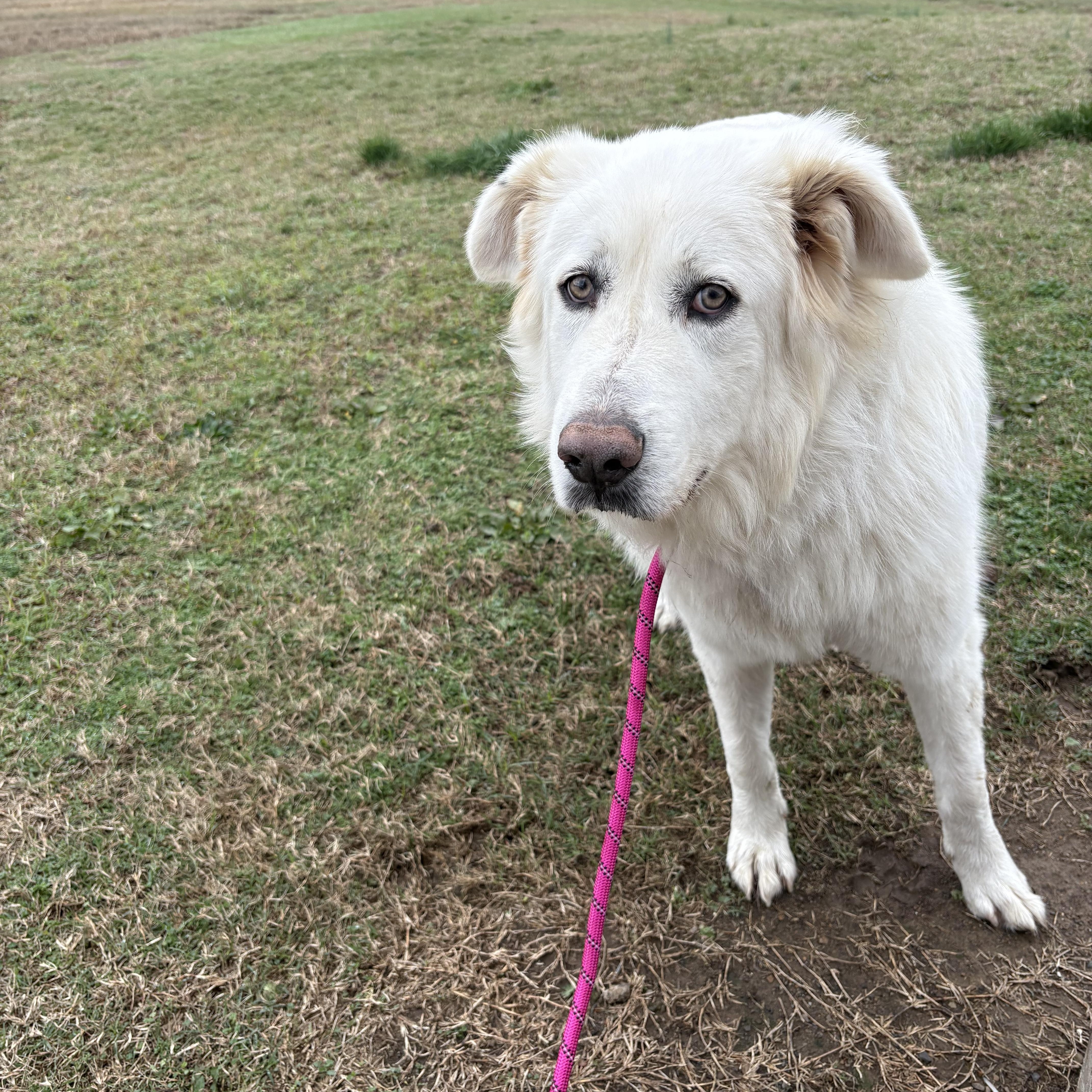 Snirt, ADOPTABLE, Young Male Great Pyrenees & Golden Retriever.