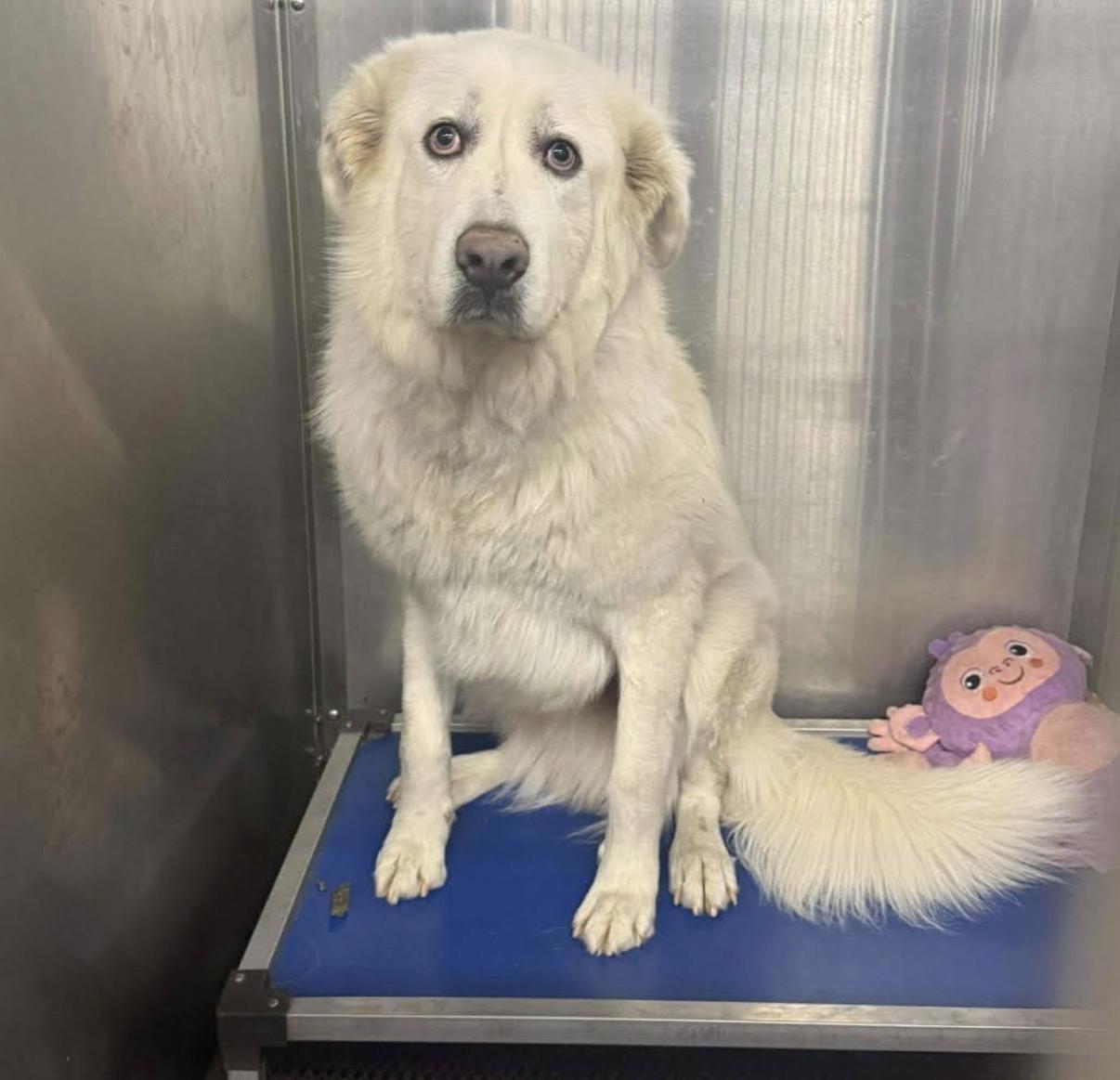 Snirt (foster to adopt), a ADOPTABLE mixed breed image 3/6