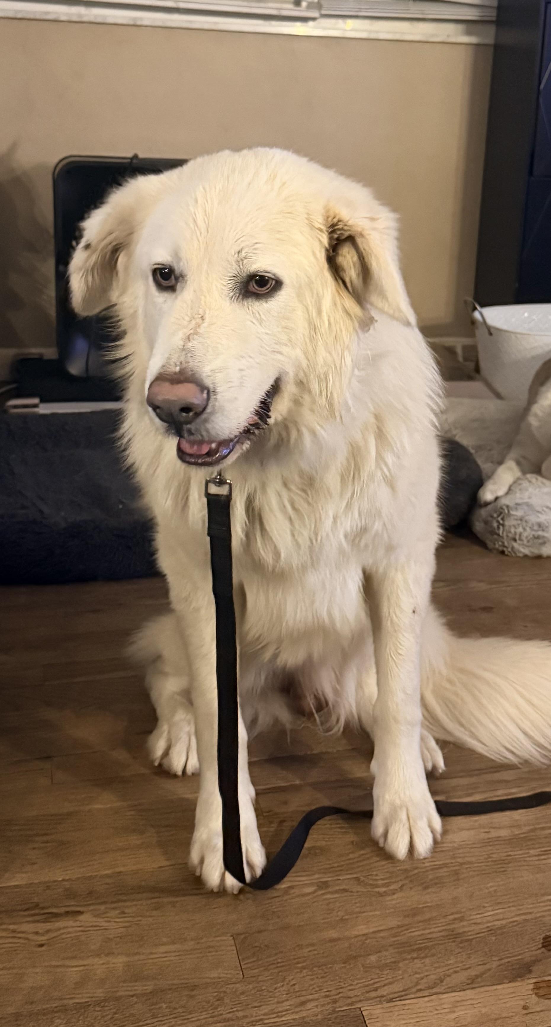 Snirt, a ADOPTABLE mixed breed in White Lake, MI image 4/6