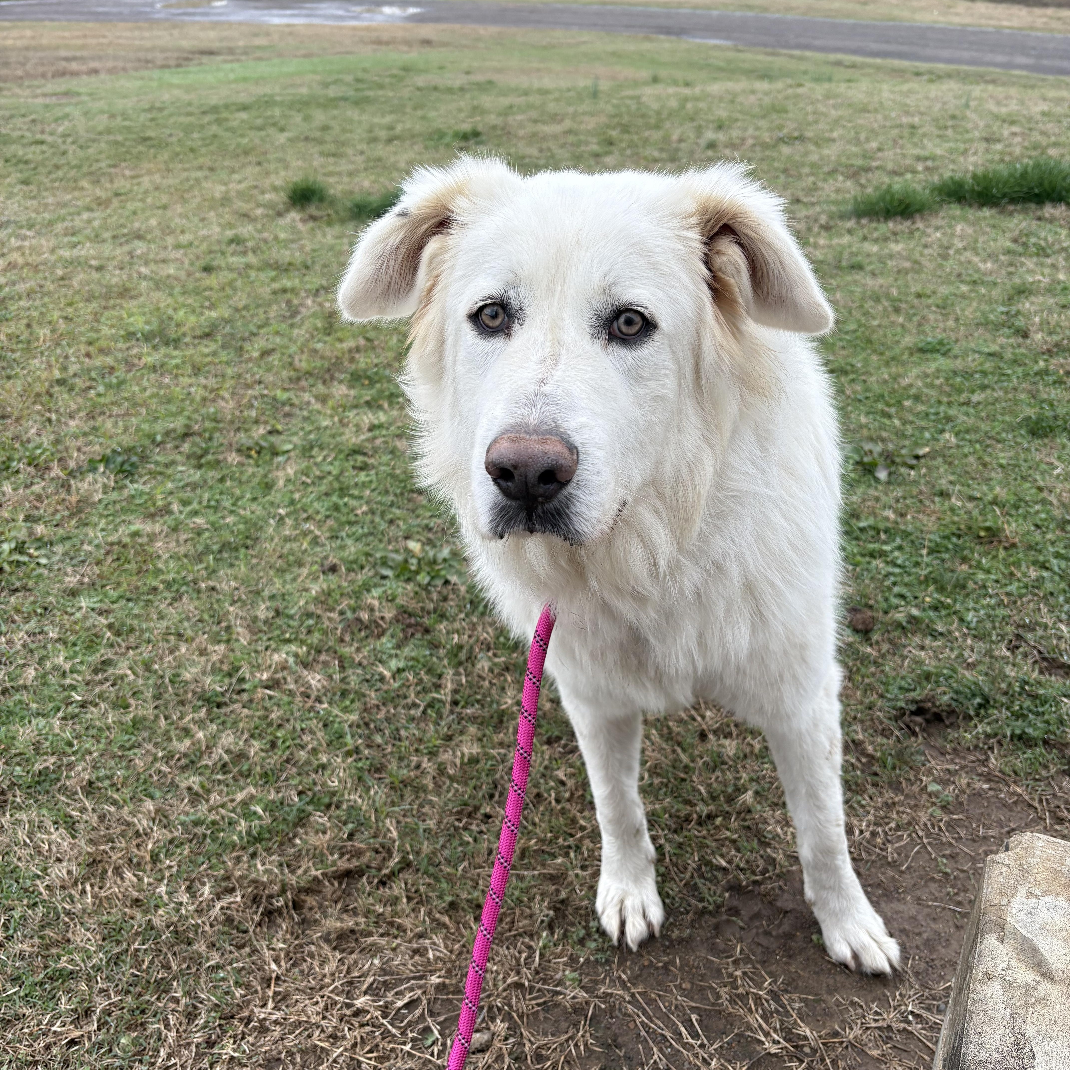 Snirt (foster to adopt), a ADOPTABLE mixed breed image 5/6
