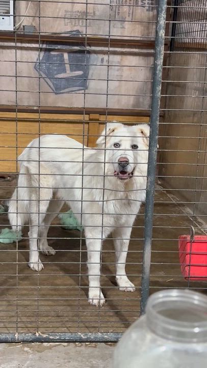 Enlarge Snirt (foster to adopt), a ADOPTABLE mixed breed video 6/6