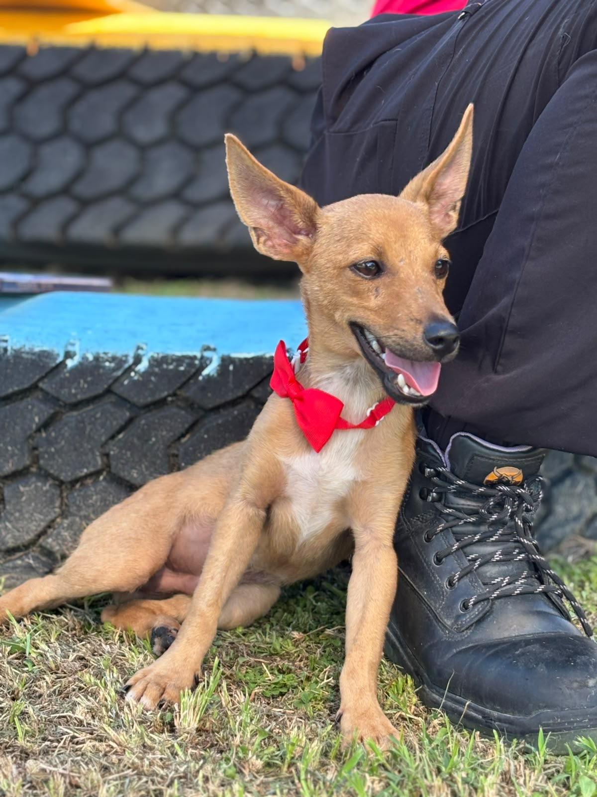 Enlarge River, a Adoptable mixed breed in Baltimore, MD image 1/6