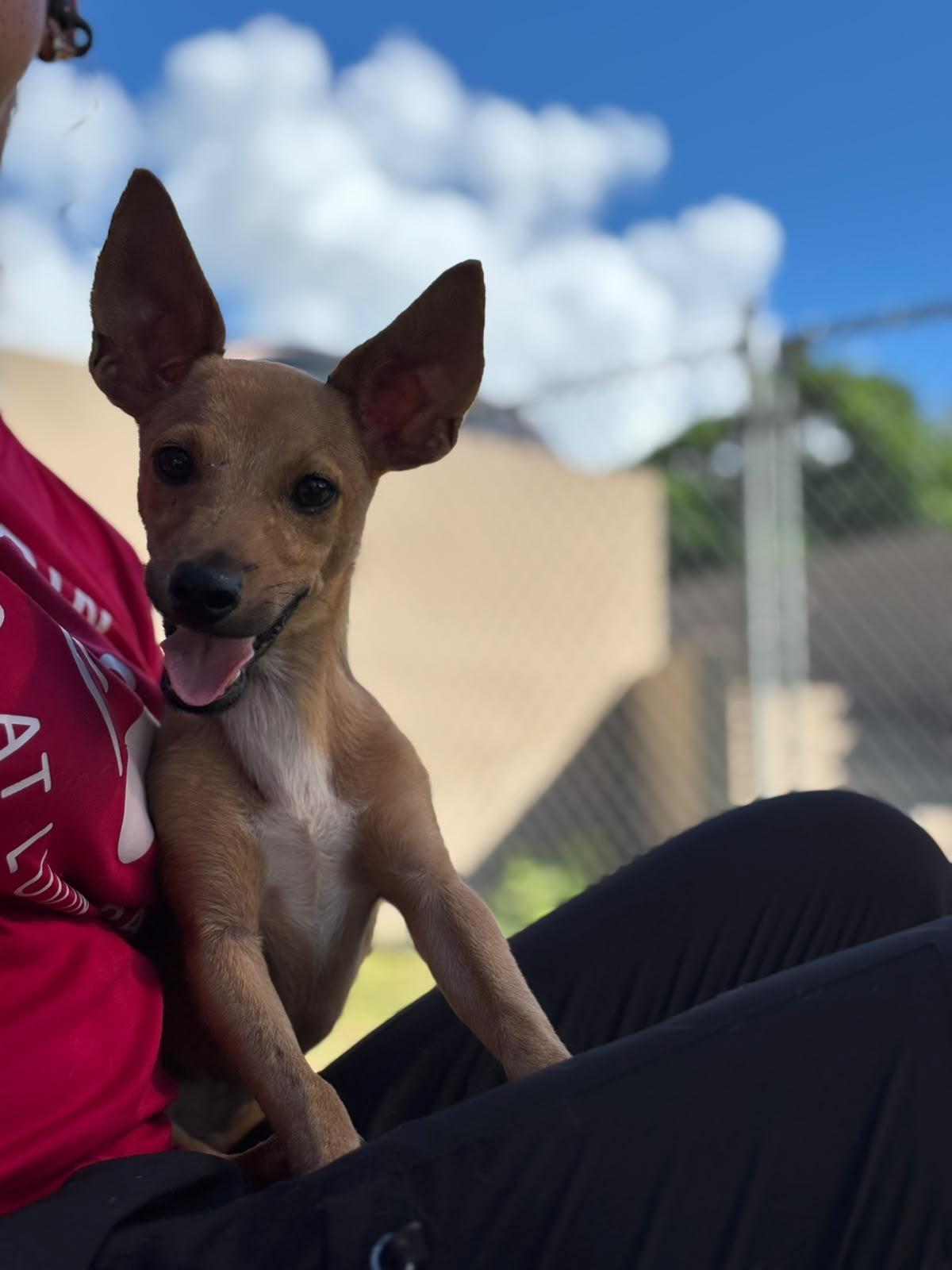 Enlarge River, a Adoptable mixed breed in Baltimore, MD image 5/6