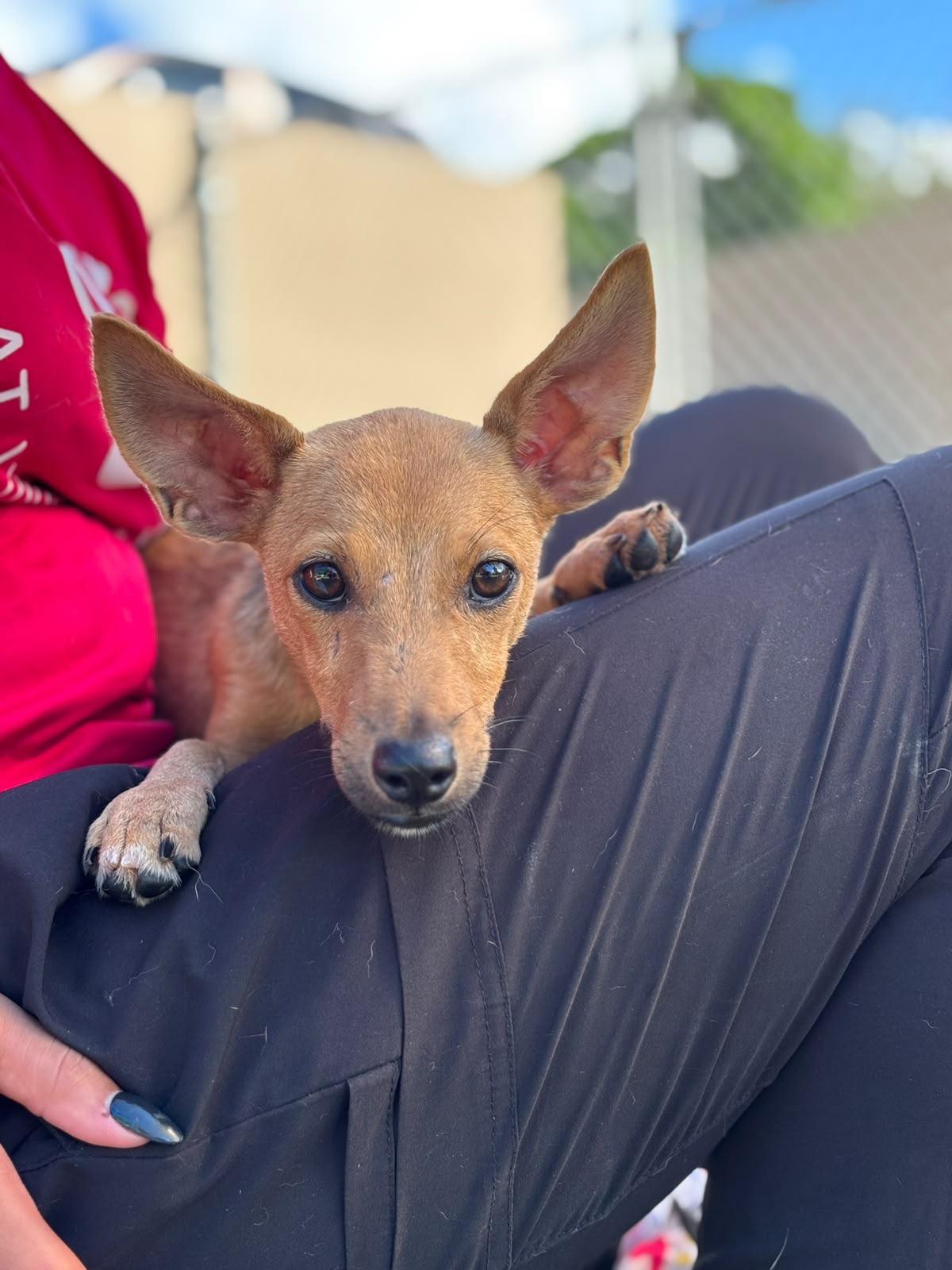 Enlarge River, a Adoptable mixed breed in Baltimore, MD image 2/6