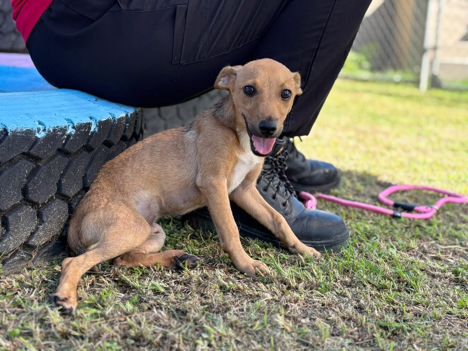 Enlarge River, a Adoptable mixed breed in Baltimore, MD image 4/6