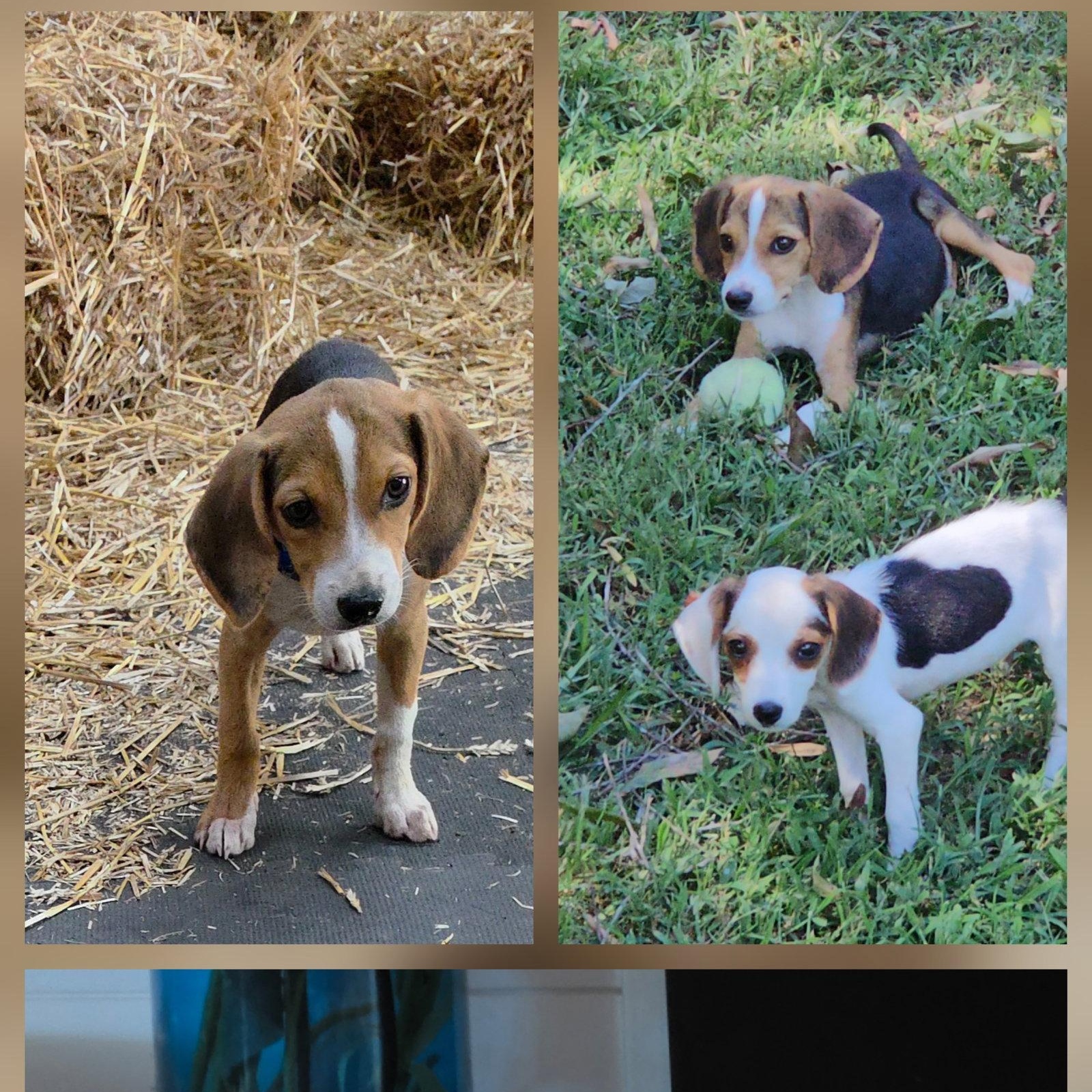 Enlarge Bagel, a Adopted Beagle in Tarrytown, NY image 2/3