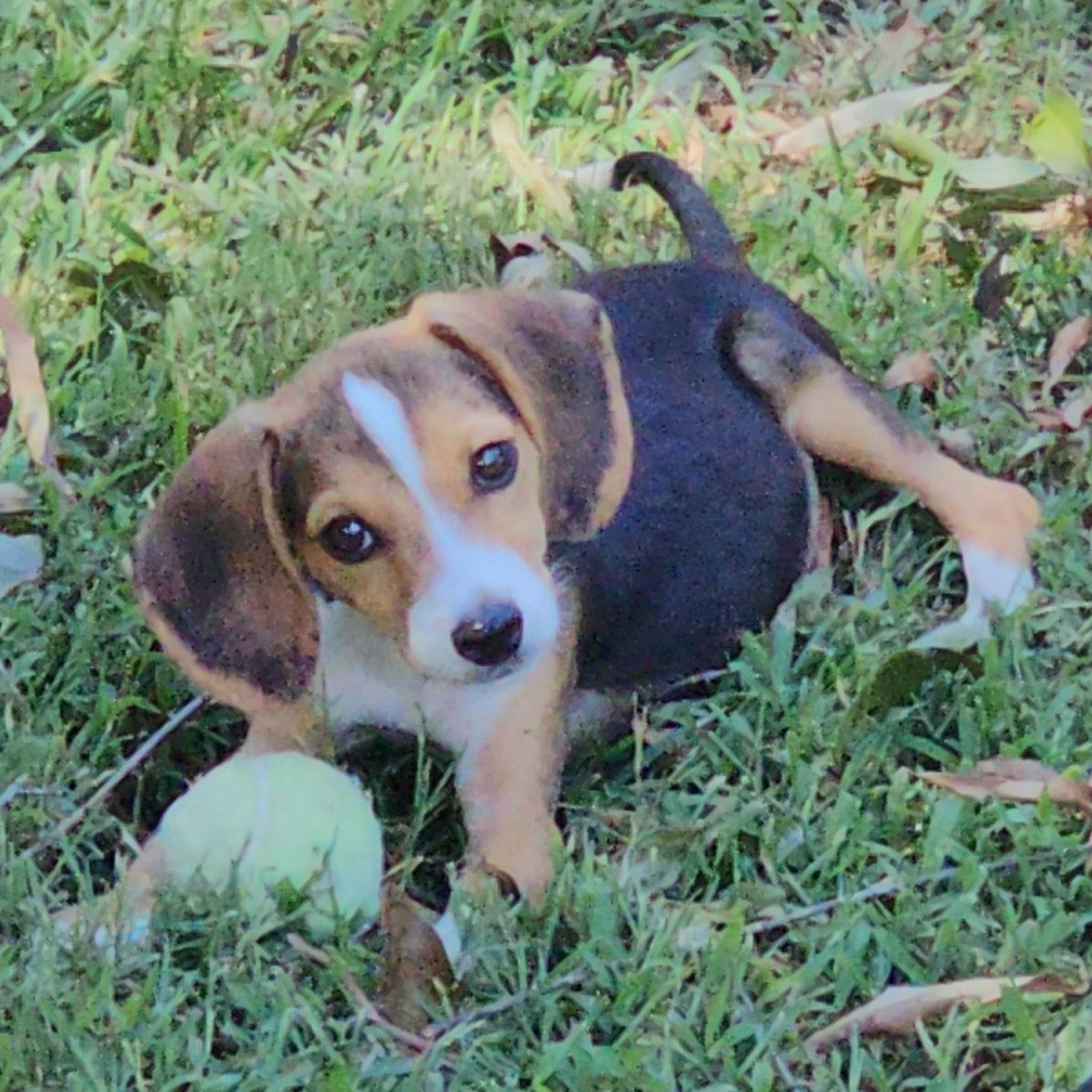 Bagel, Adopted, Puppy Male Beagle.