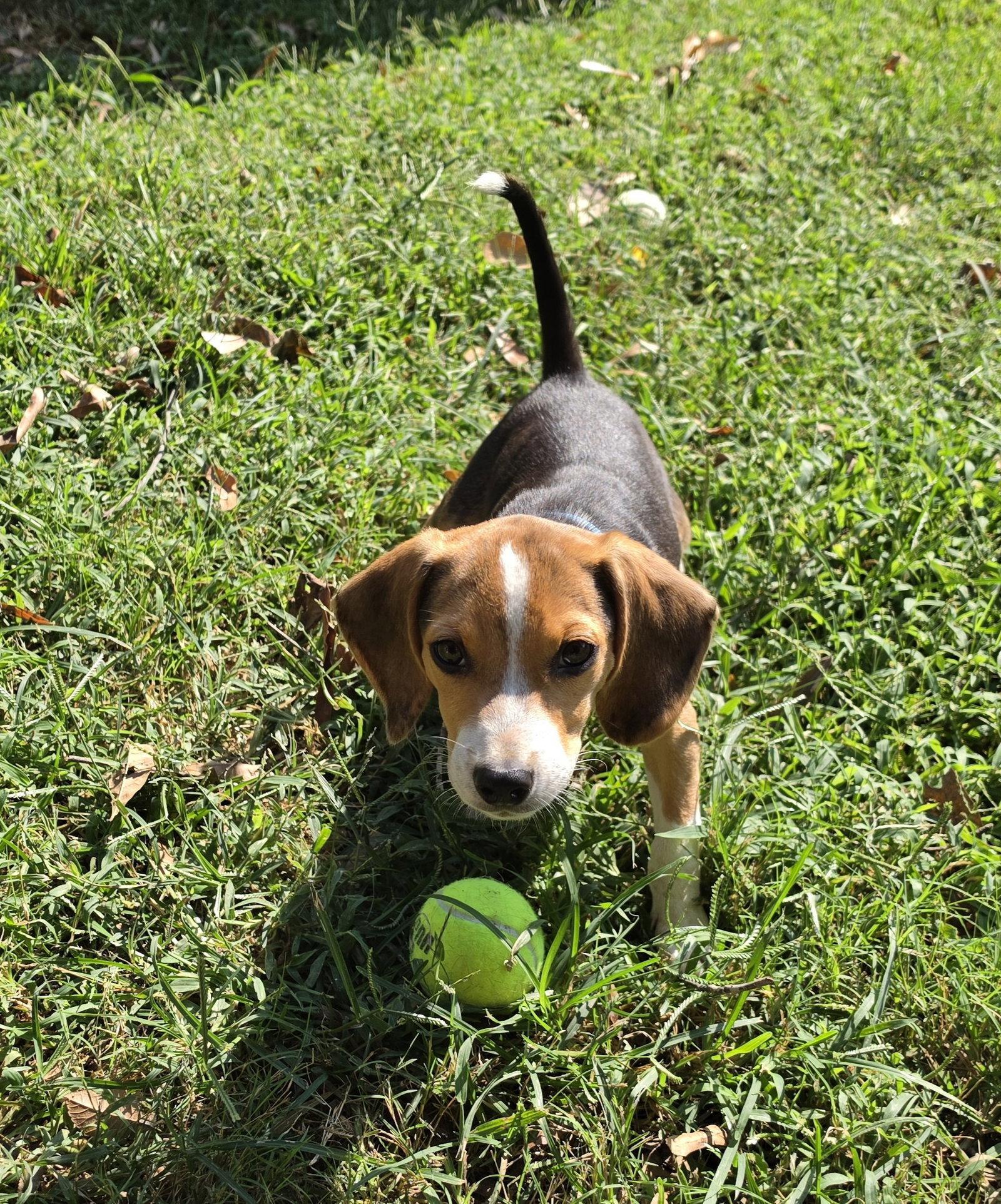 Enlarge Bagel, a Adopted Beagle in Tarrytown, NY image 3/3