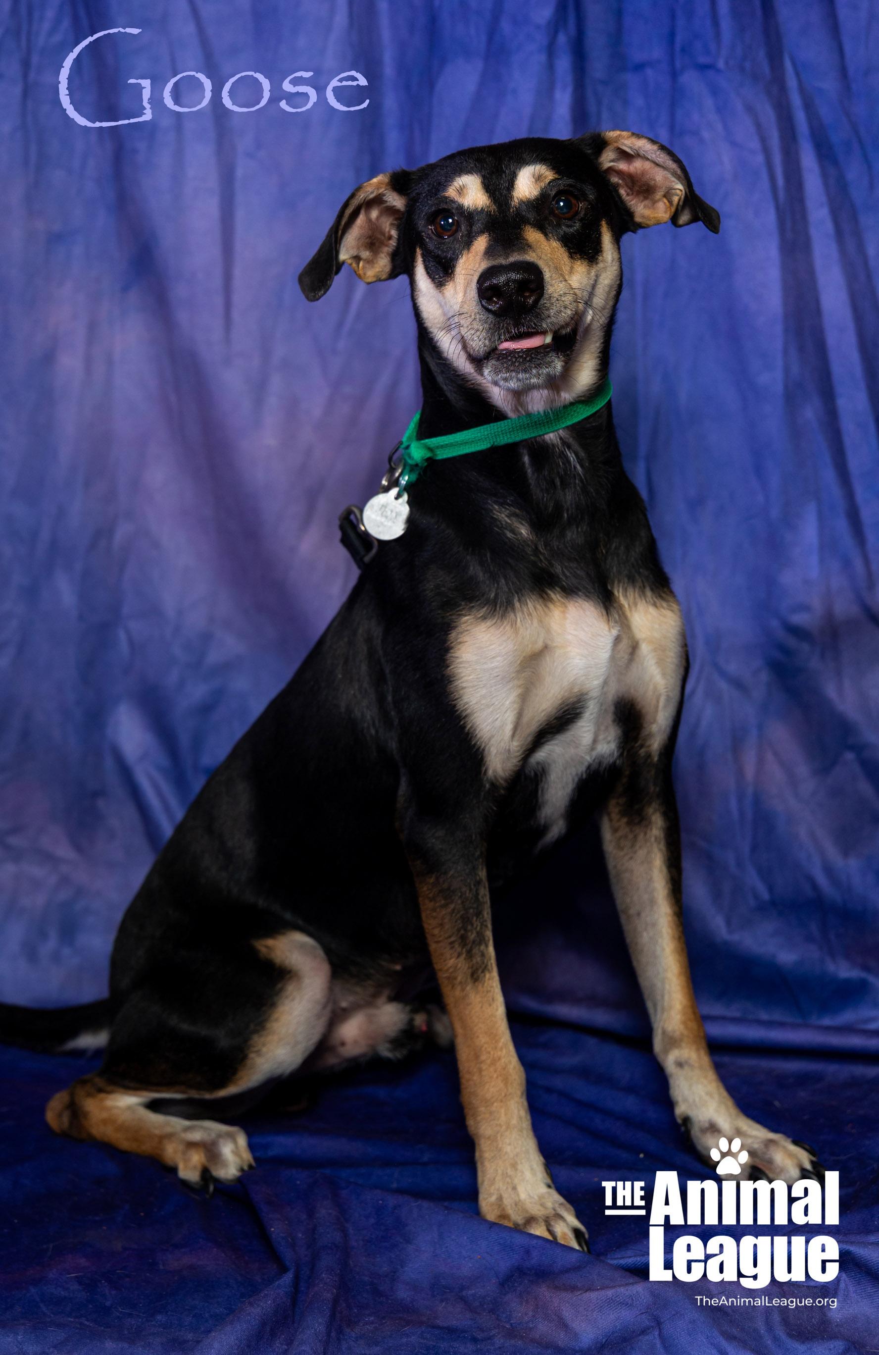 Goose, a Adoptable mixed breed in Clermont, FL image 2/6