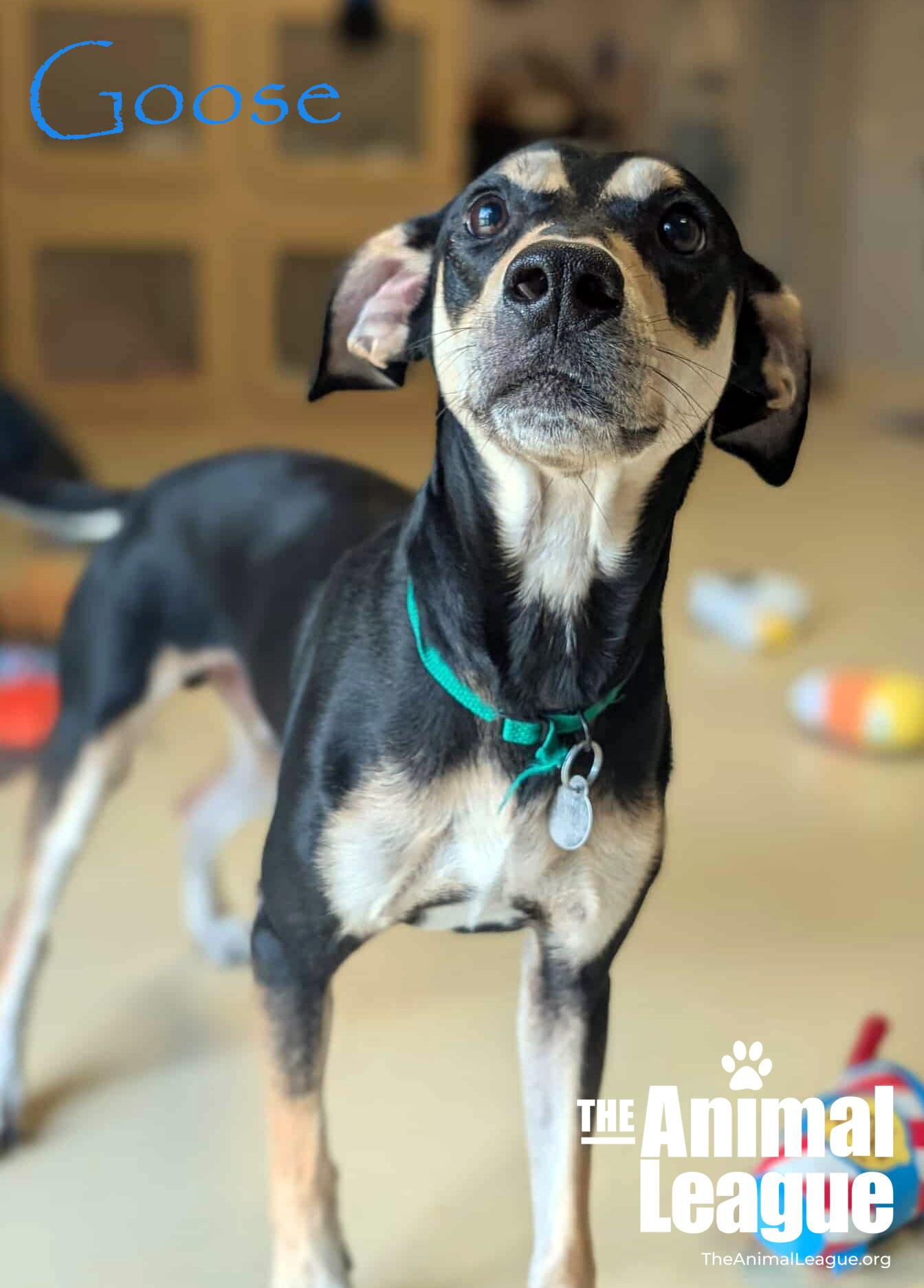 Goose, a Adoptable mixed breed in Clermont, FL image 5/6