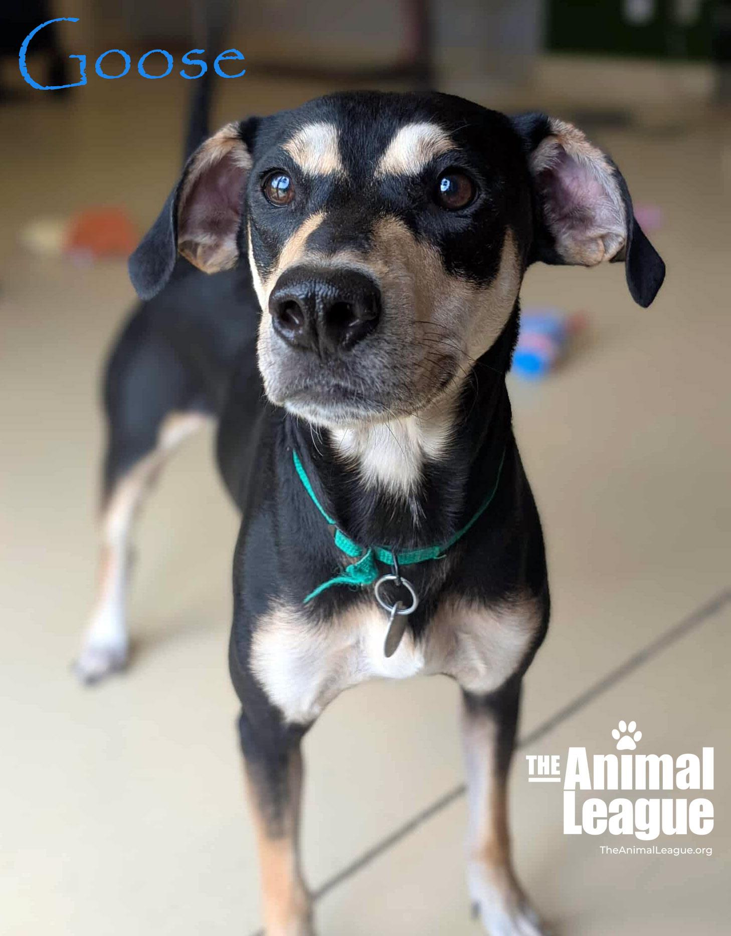 Goose, Adoptable, Adult Male Manchester Terrier & Hound.