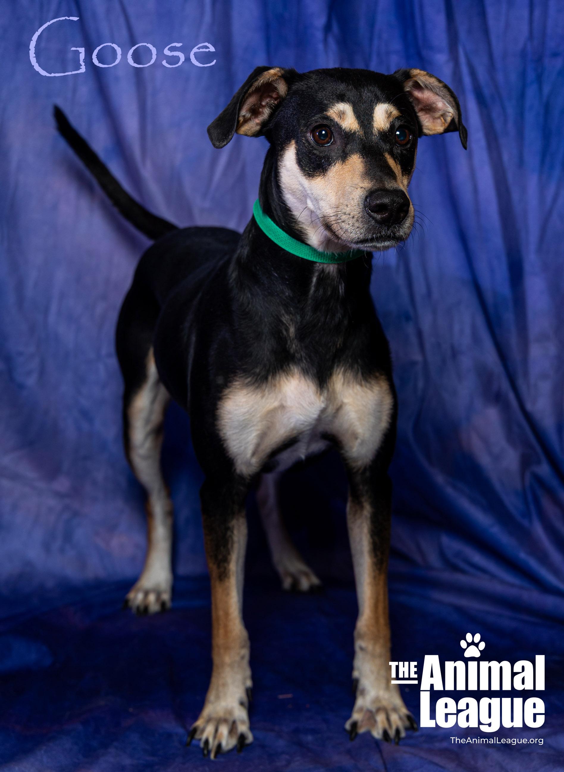 Goose, a Adoptable mixed breed in Clermont, FL image 4/6
