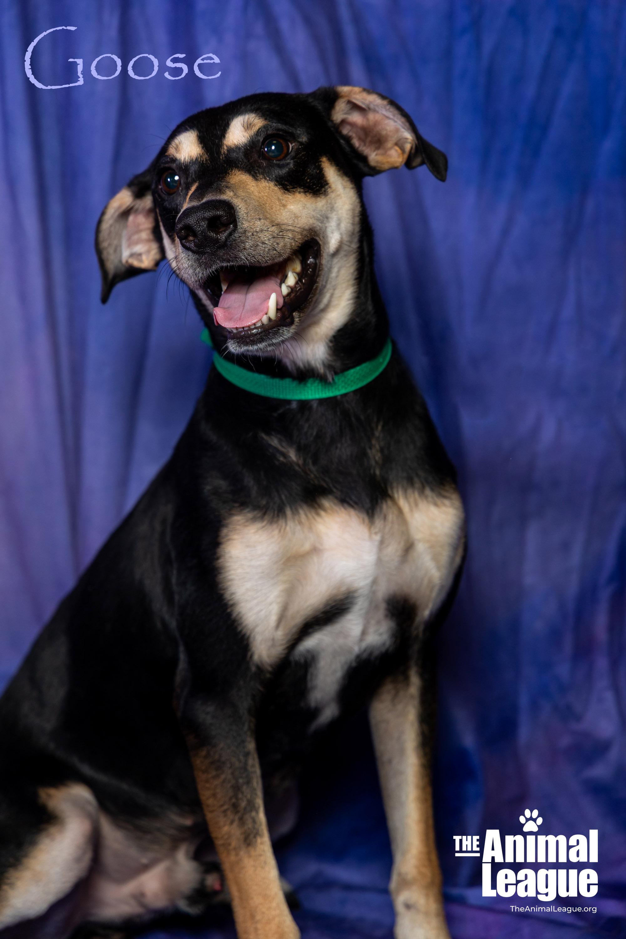 Goose, a Adoptable mixed breed in Clermont, FL image 3/6