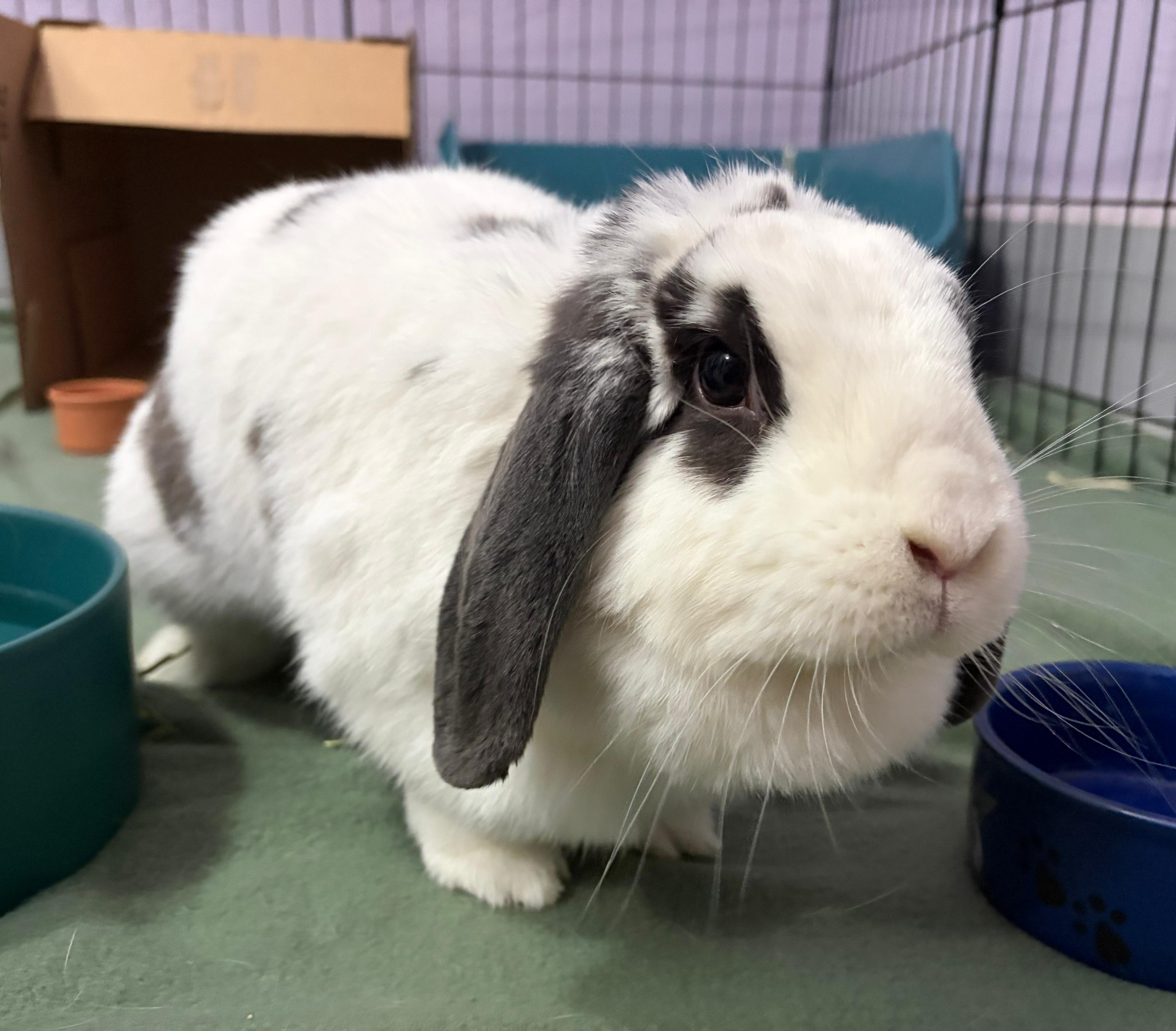 Lucie, adopted, Adult Female Holland Lop.