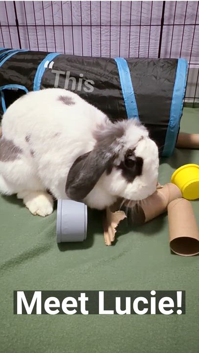 Enlarge Lucie, an adopted mixed breed in Oshkosh, WI video 5/5