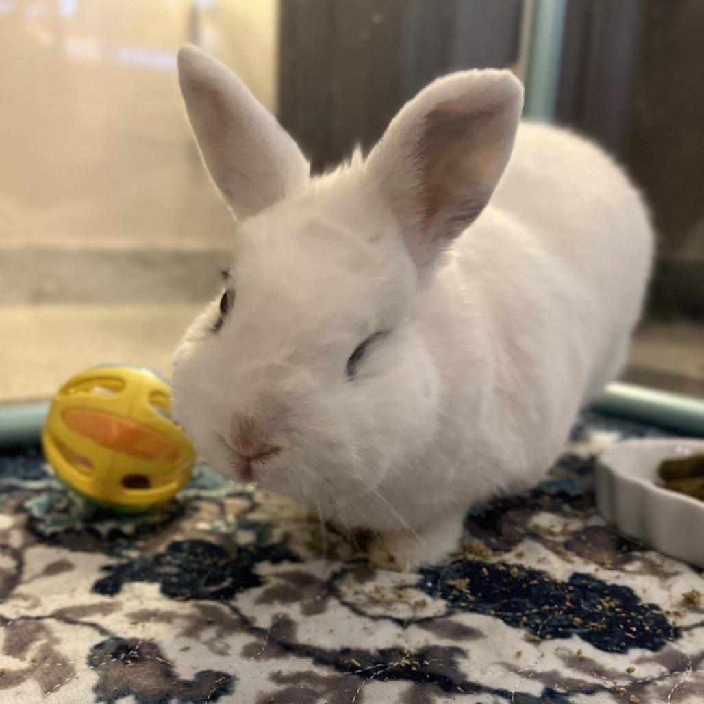 Tinkerbell, Adoptable, Adult Female Hotot.