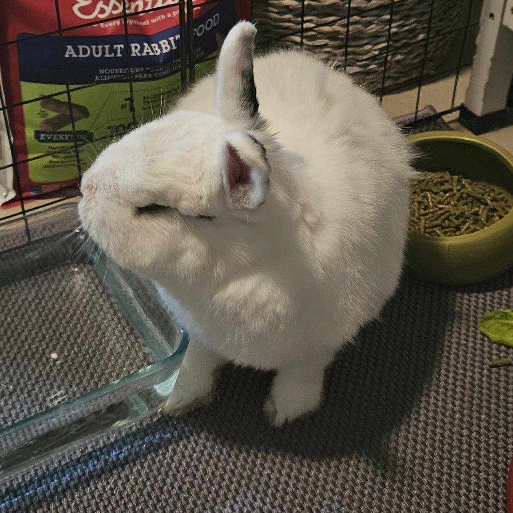 Enlarge Tinkerbell, a Adoptable Hotot in Miami, FL image 3/6