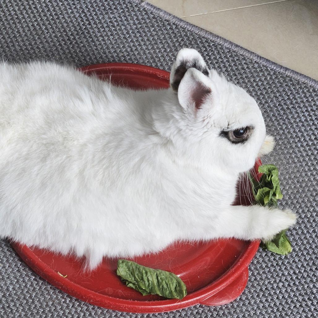 Enlarge Tinkerbell, a Adoptable Hotot in Miami, FL image 4/6