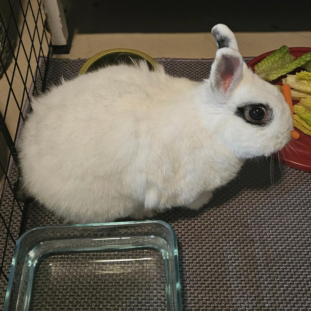 Enlarge Tinkerbell, a Adoptable Hotot in Miami, FL image 5/6