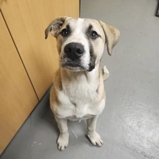 Princess, adopted, Puppy Female Pit Bull Terrier.