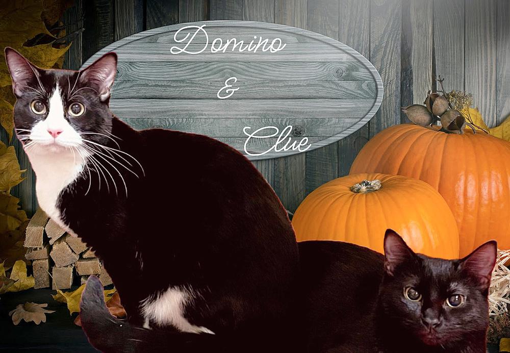 Clue, Adoptable, Adult Female Domestic Short Hair.