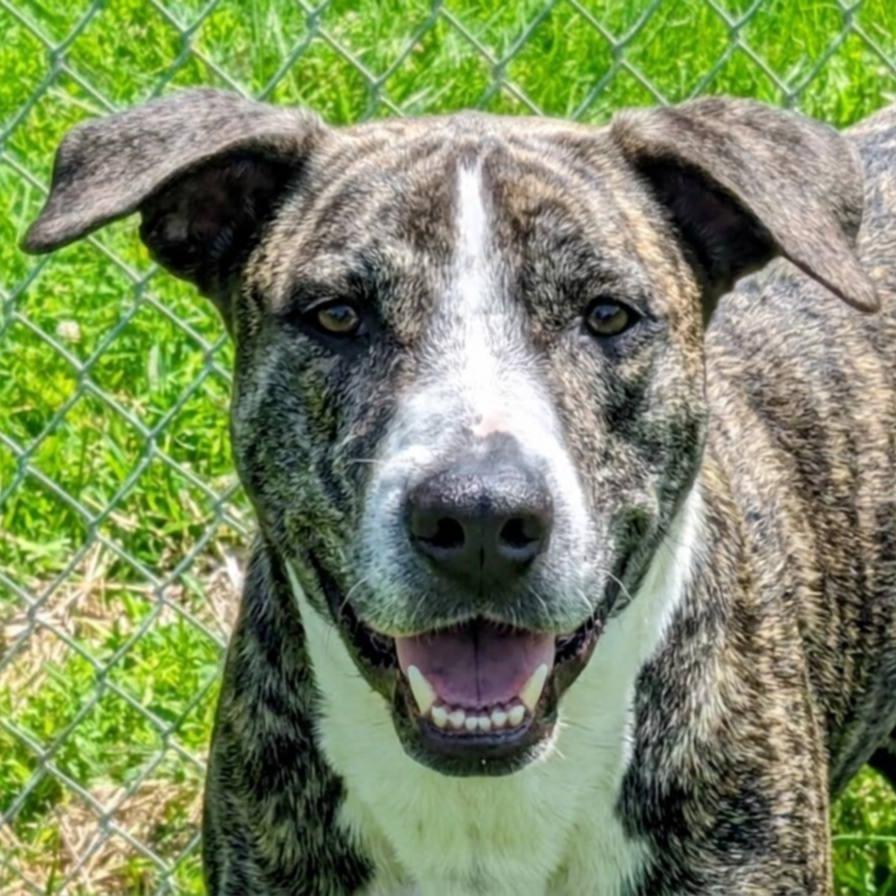 Marmaduke, Adoptable, Senior Male Mixed Breed.